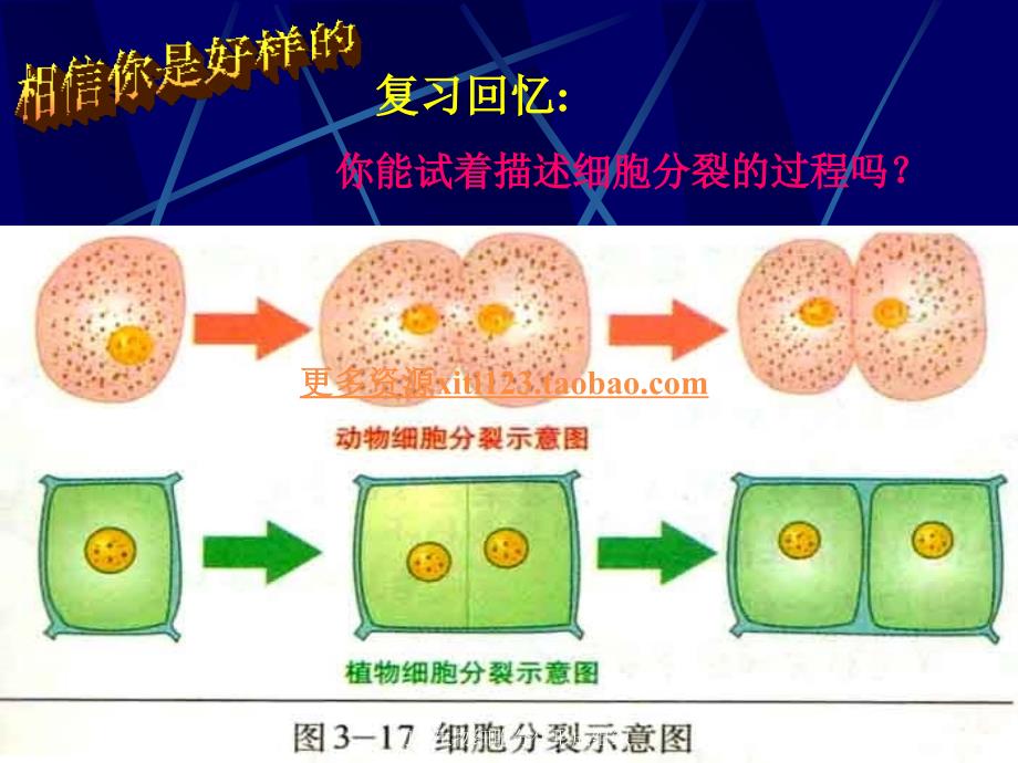 初一生物细胞分化形成组织课件_第2页