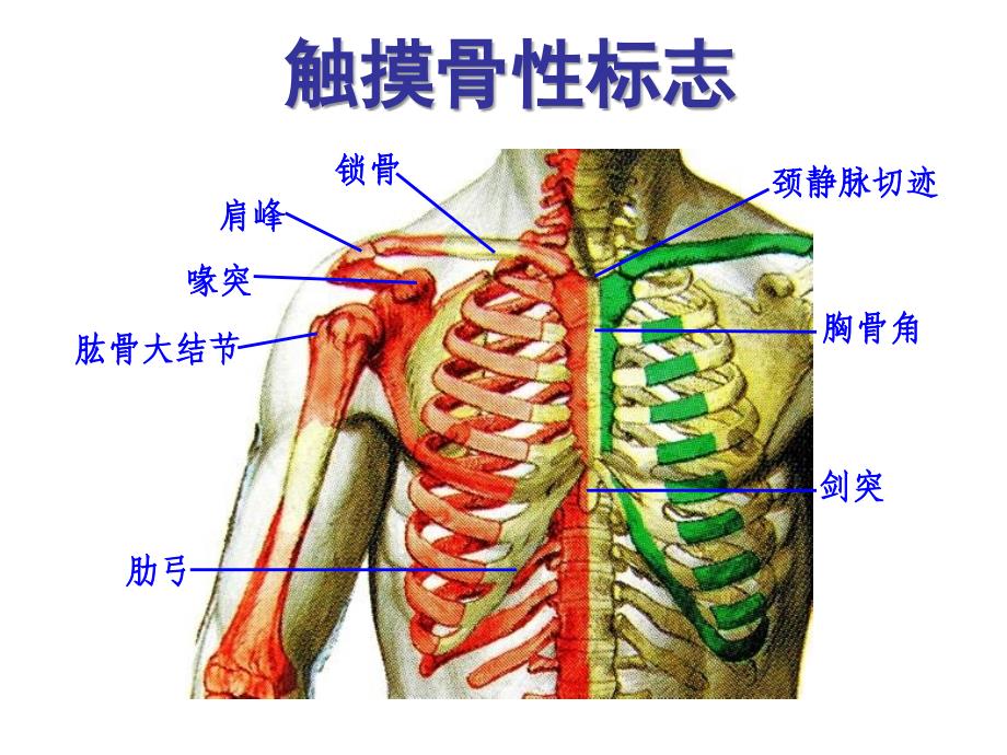 胸前区及腋窝PPT课件_第3页