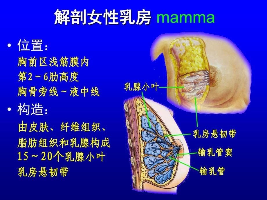 胸前区及腋窝PPT课件_第5页