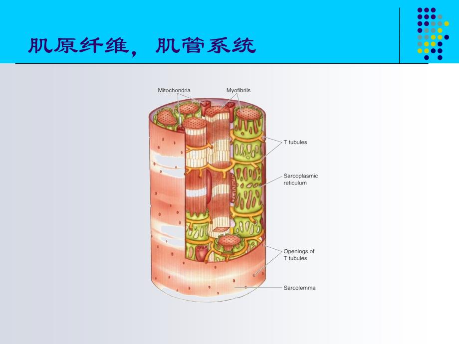 最新2神经肌肉一般生理学0836PPT文档_第2页