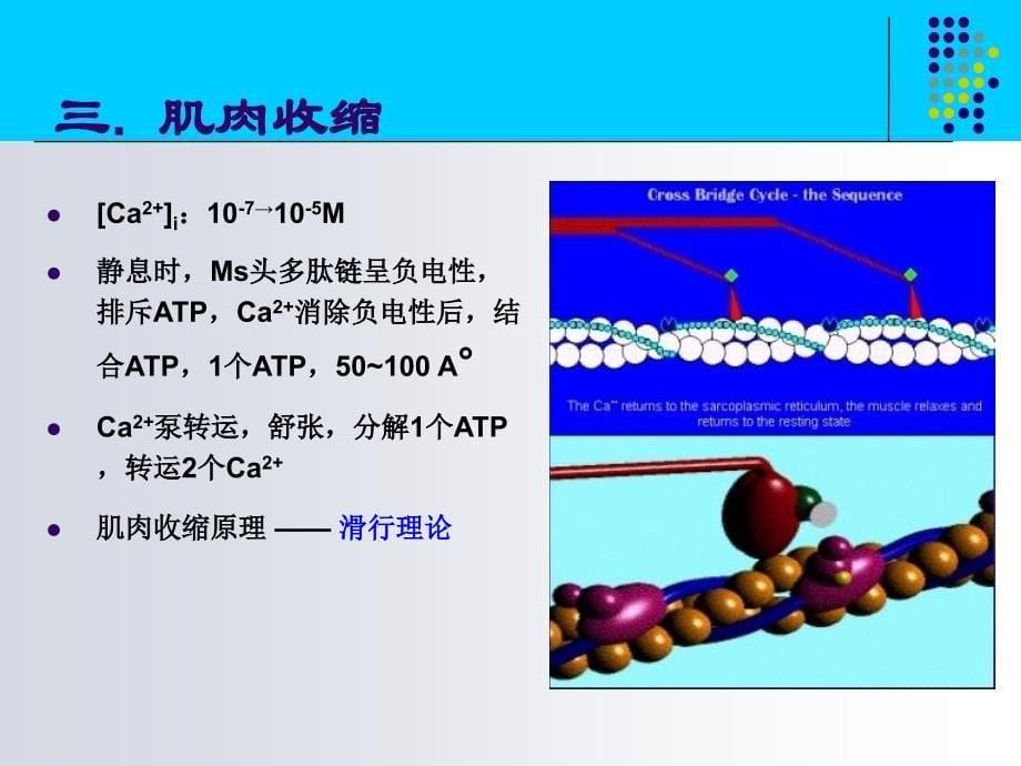 最新2神经肌肉一般生理学0836PPT文档_第5页