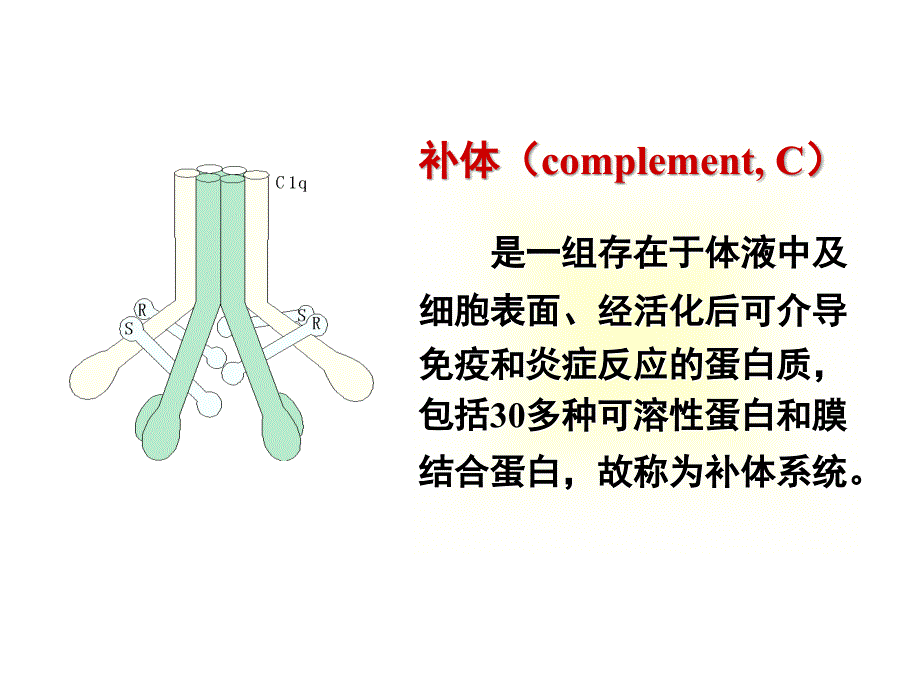 医学免疫学课件：第4章 补体系统_第2页