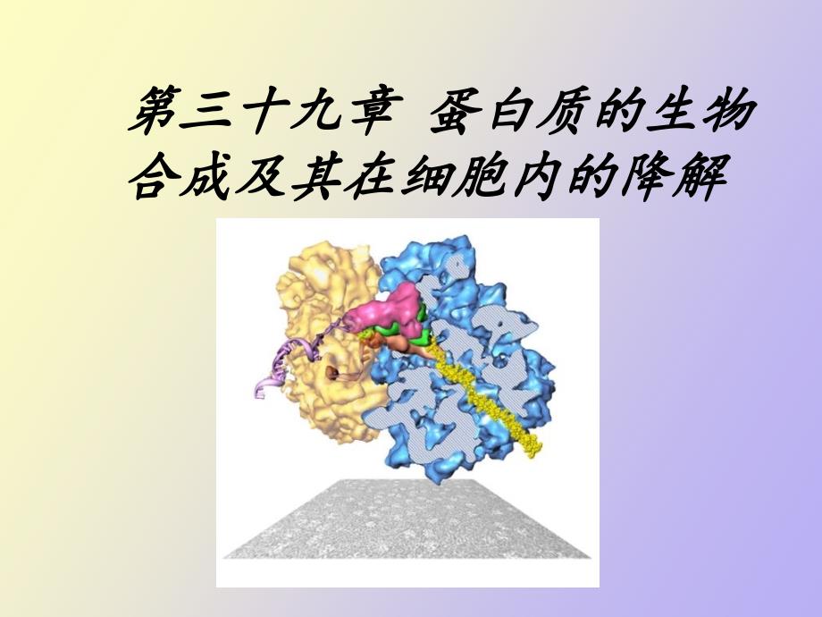 蛋白质的生物合成及其在细胞内的降解_第1页