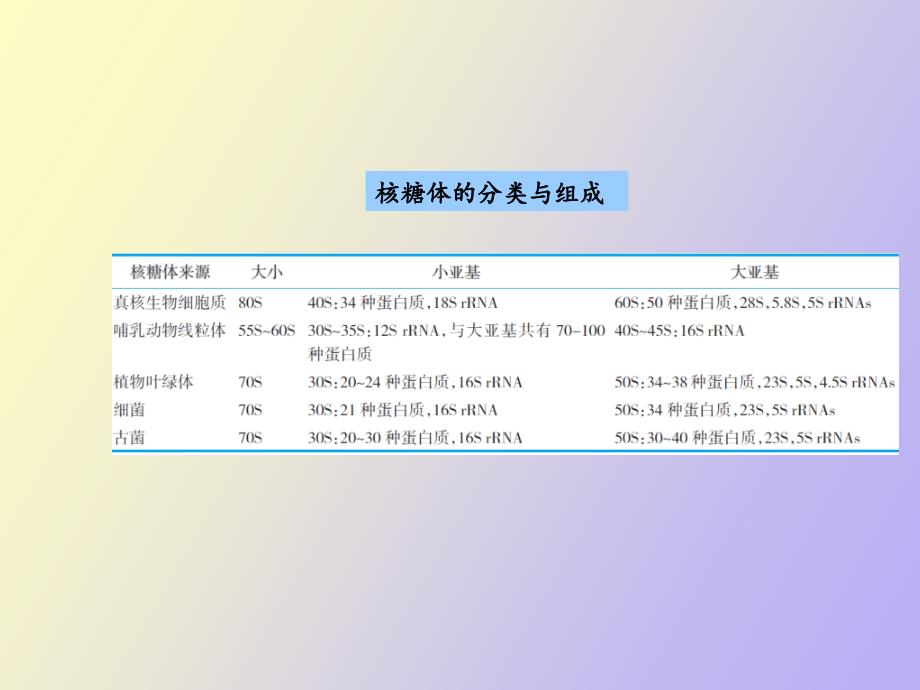 蛋白质的生物合成及其在细胞内的降解_第4页