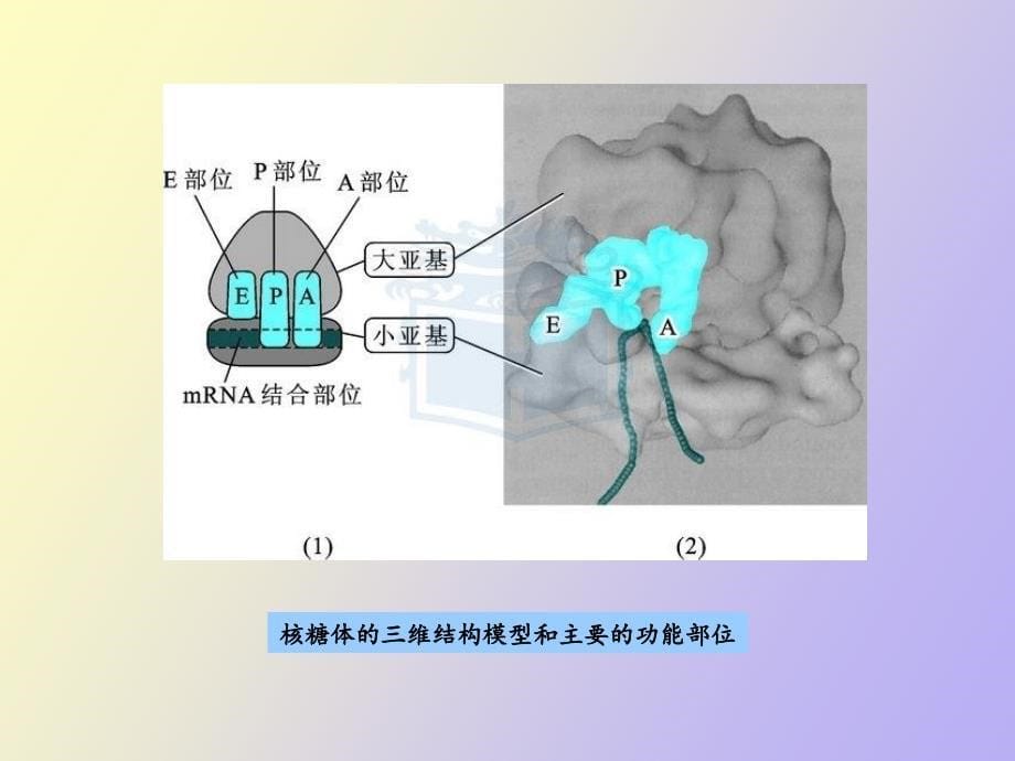 蛋白质的生物合成及其在细胞内的降解_第5页