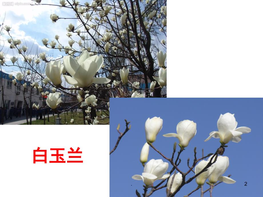 油菜花开了.PPT_第2页