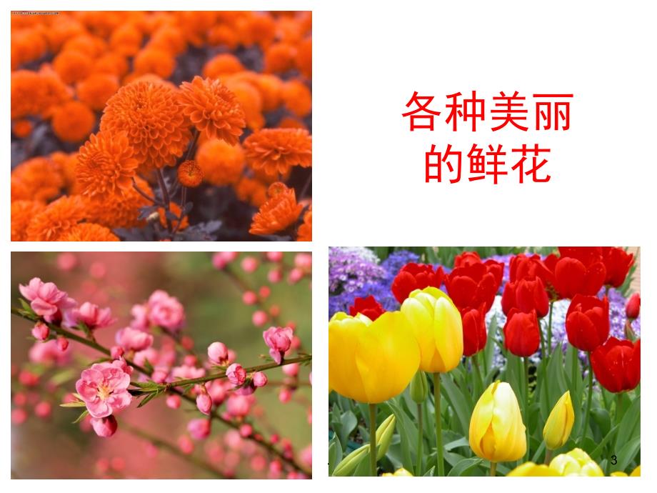 油菜花开了.PPT_第3页