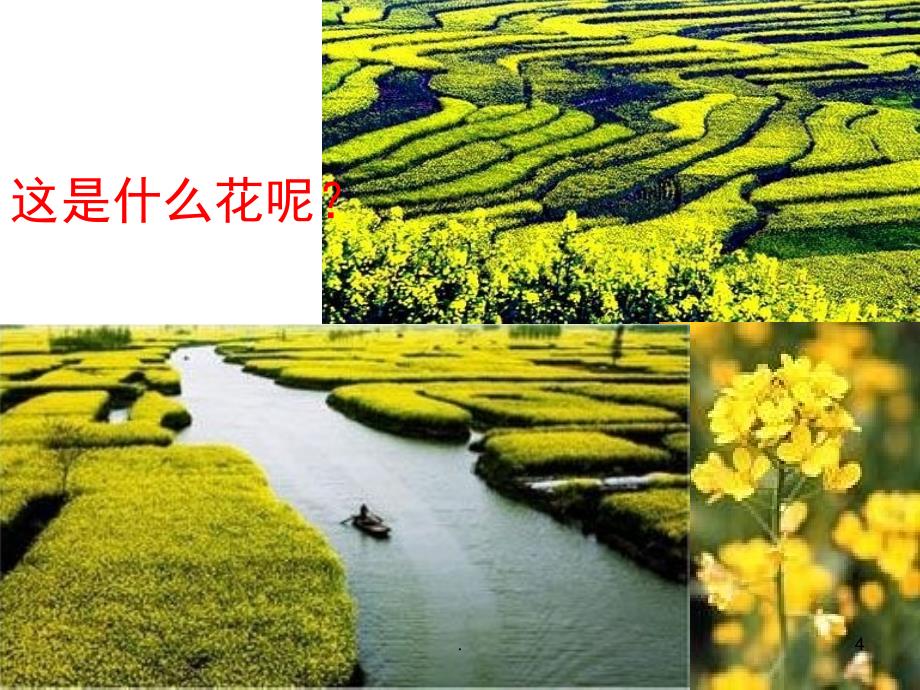 油菜花开了.PPT_第4页