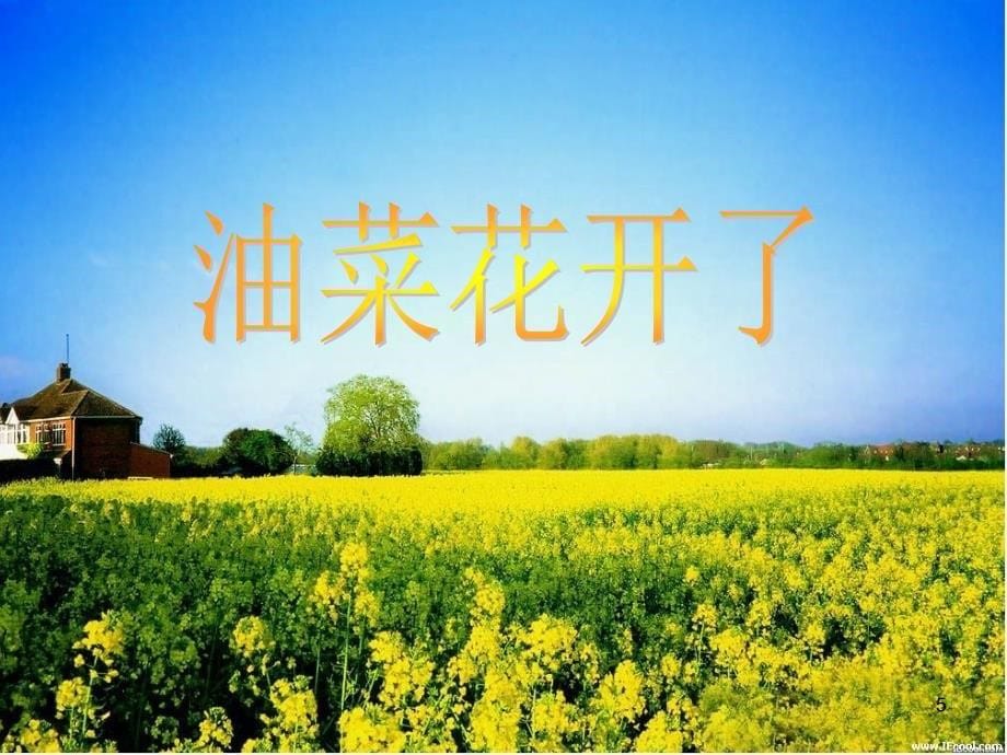 油菜花开了.PPT_第5页