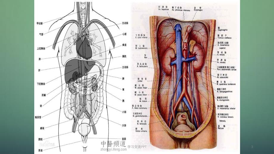 腹水腹胀腹痛ppt课件_第3页