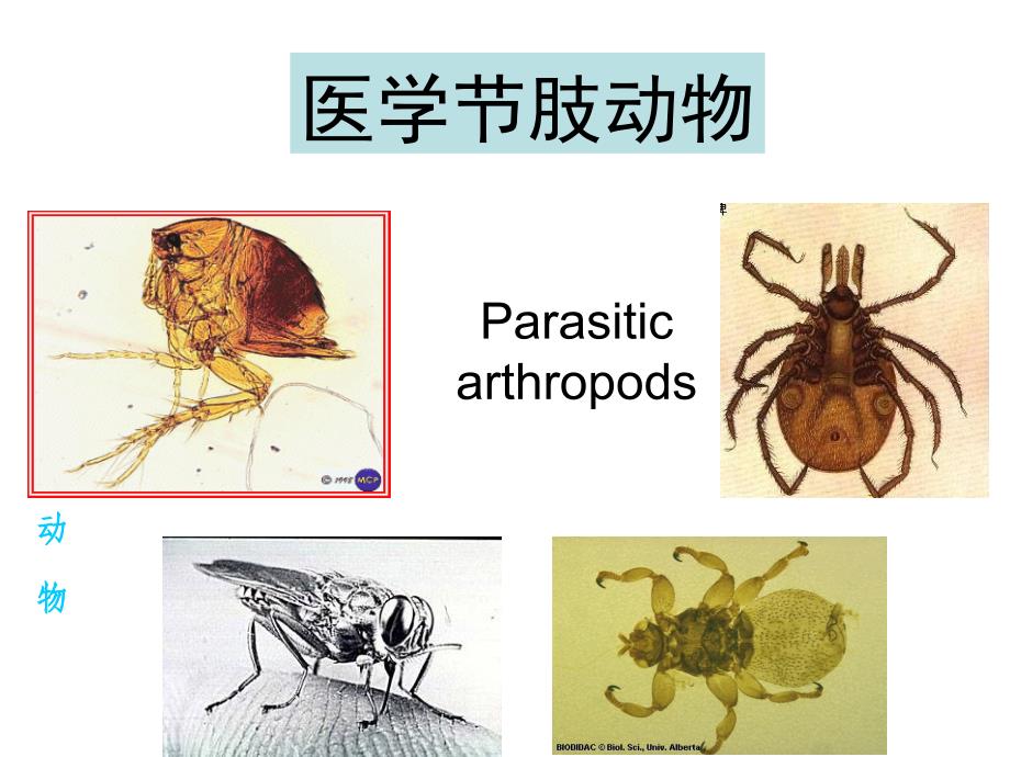 医学节肢动物本科课件_第2页