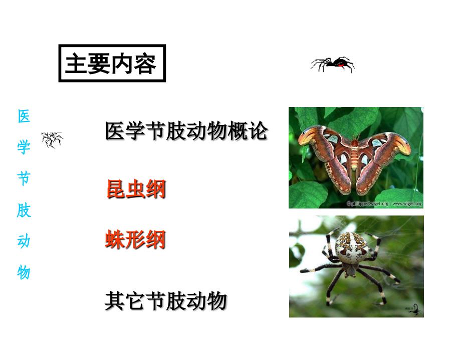 医学节肢动物本科课件_第3页