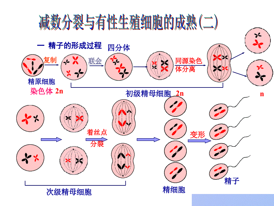 一精子的形成过程_第1页