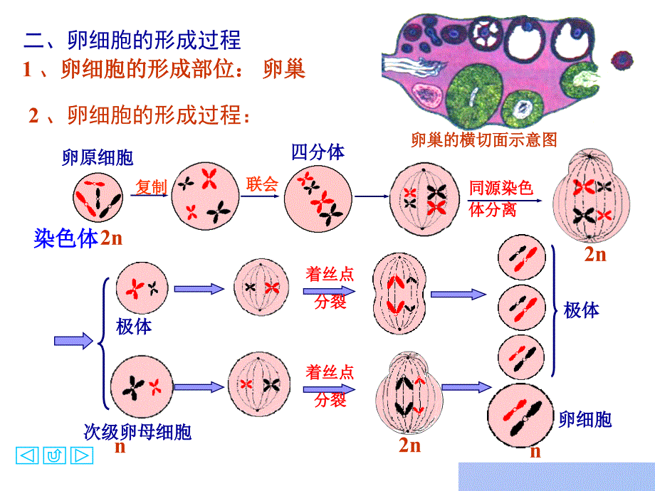 一精子的形成过程_第2页