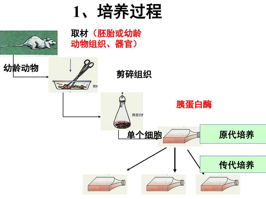 动物细胞工程_第4页