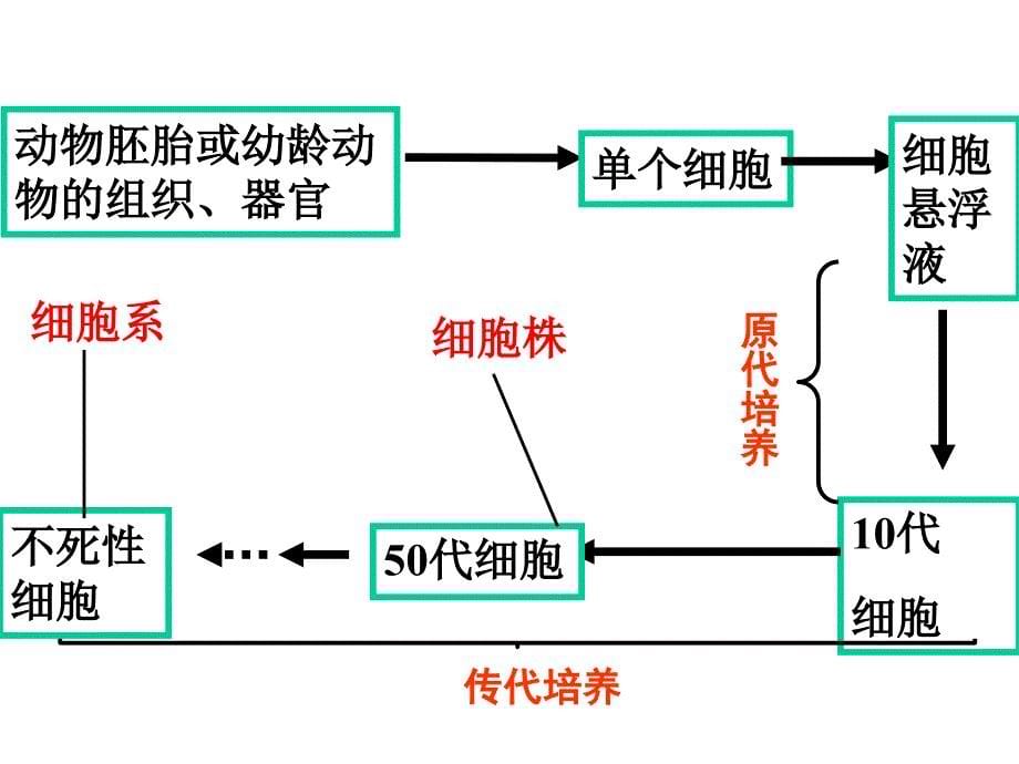 动物细胞工程_第5页