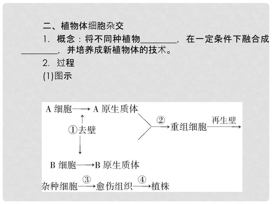 高考生物一轮复习 3.2细胞工程课件 新人教版选修3_第5页