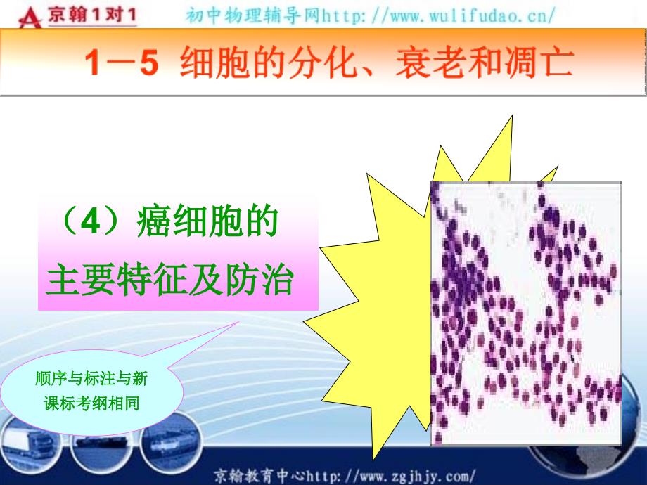 高考生物一轮复习课件癌细胞的主要特征精选文档_第1页