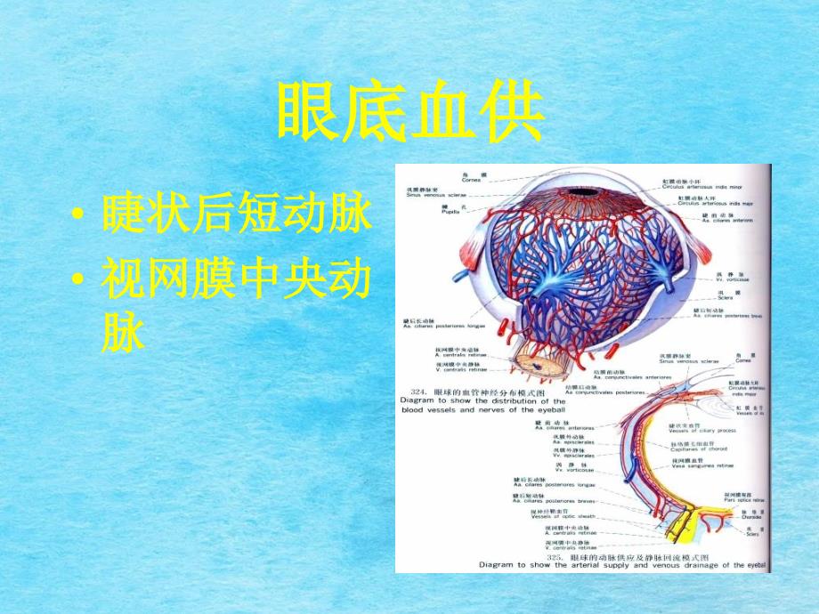 眼底血管荧光造影ppt课件_第4页