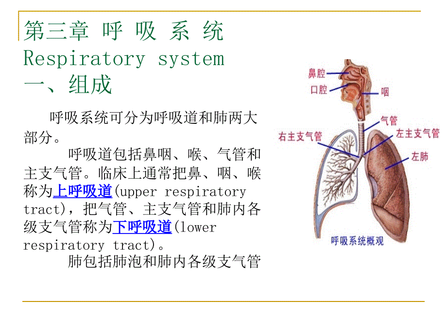 人体解剖学：第10次课 呼吸系统_第3页