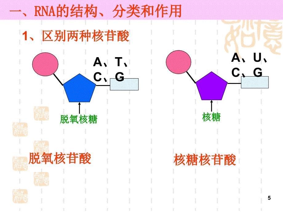 友兰课件基因指导蛋白合成_第5页