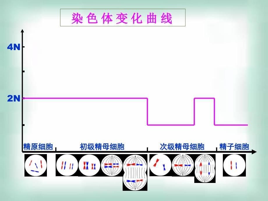 遗传与进化复习要点.ppt_第5页