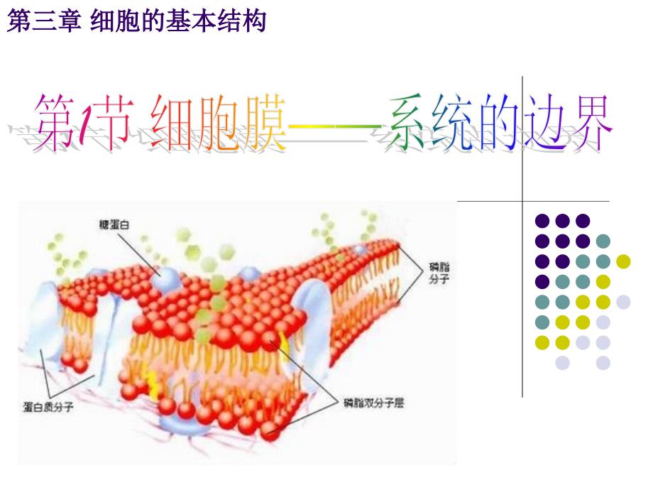 使用细胞膜系统的边界_第1页