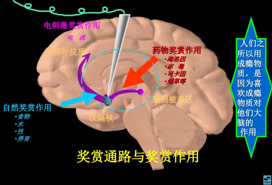 主题班会无烟校园主题班会PPT课件_第4页