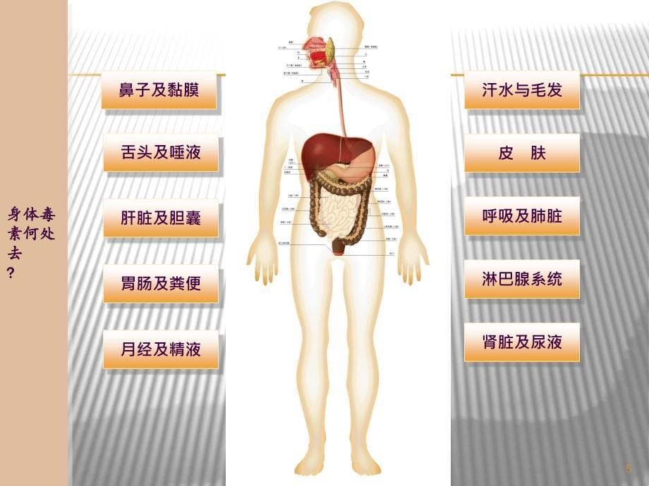 肝胆肠排毒2ppt课件_第5页