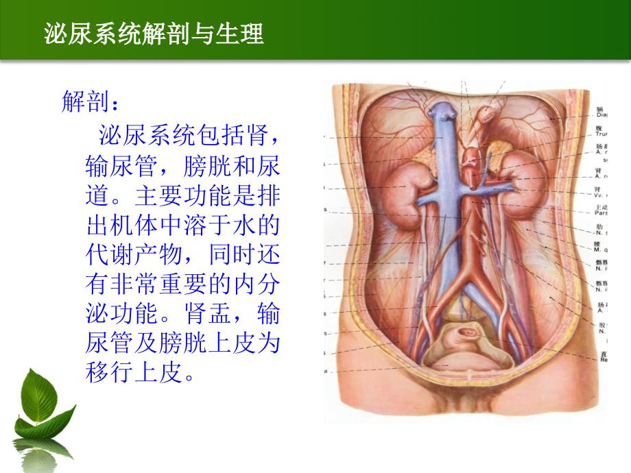 泌尿系结石的诊断及治疗课件_第3页