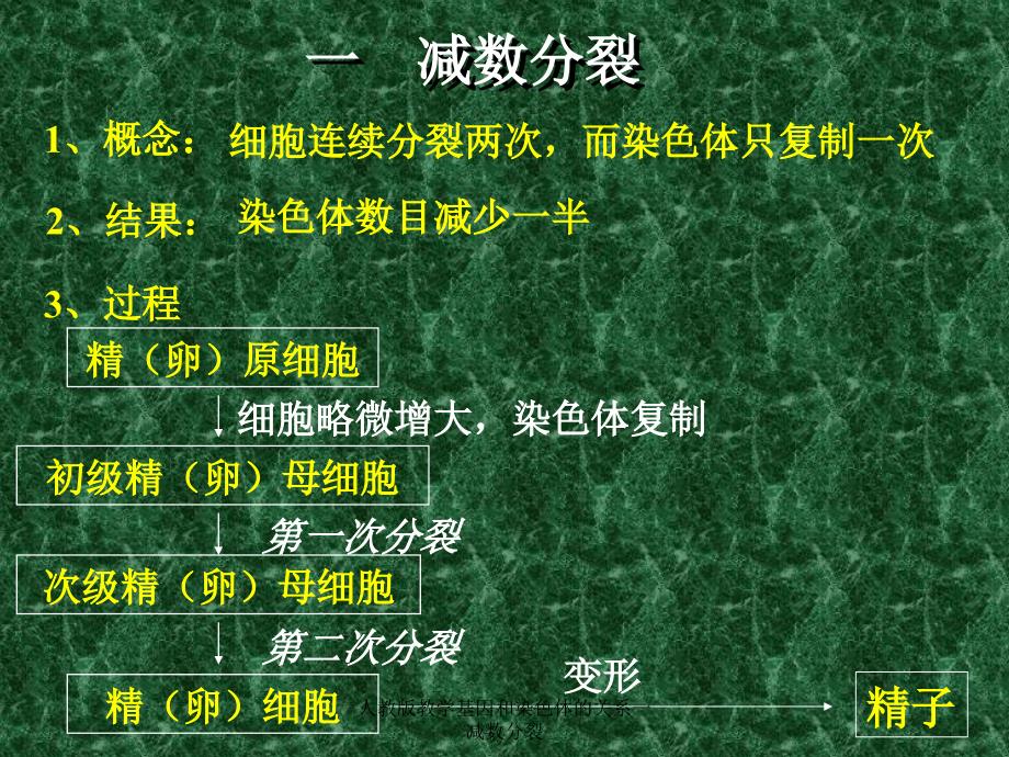 人教版教学基因和染色体的关系一减数分裂课件_第2页