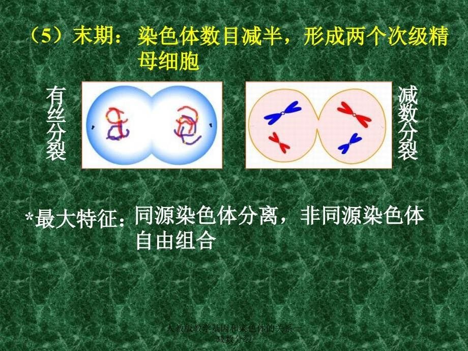 人教版教学基因和染色体的关系一减数分裂课件_第5页