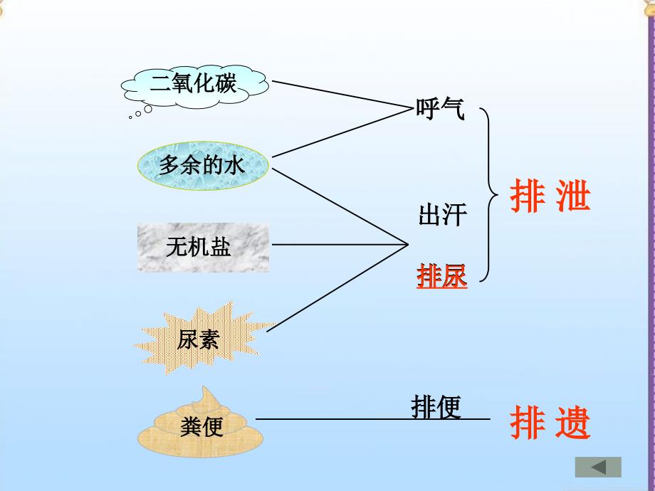 七年级生物下册 第四单元 第五章 第一节 尿的形成和排出人教版课件_第4页