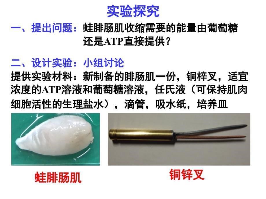 浙科版高中生物必修一3.1细胞与能量课件_第5页