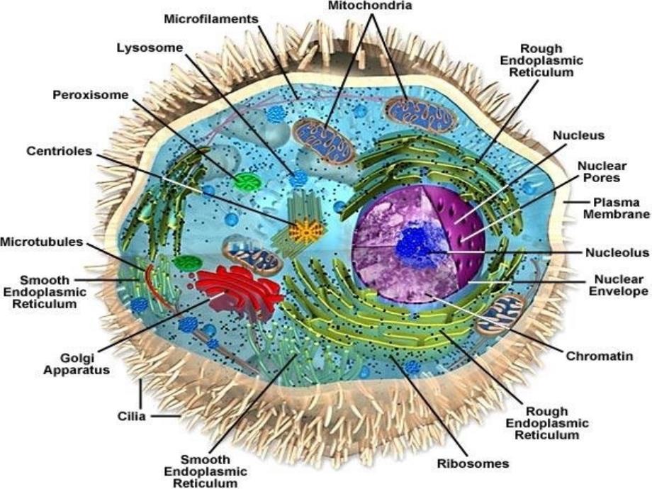 生命科学课件人体组织解剖学教学第一章基本组织_第2页