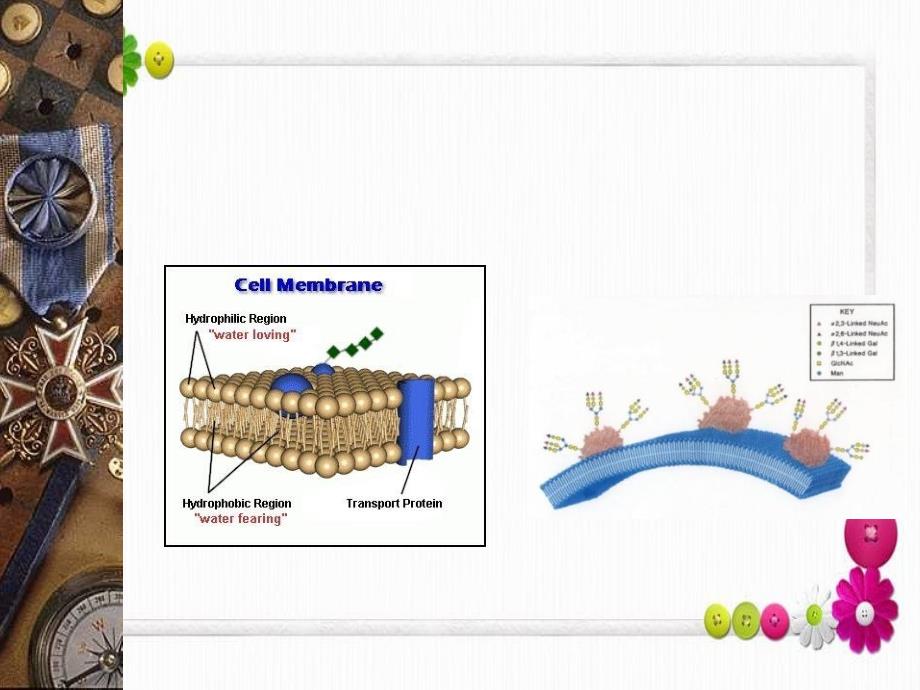 生命科学课件人体组织解剖学教学第一章基本组织_第3页