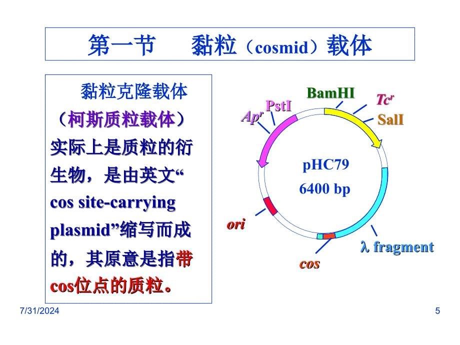 人工染色体载体PPT课件_第5页