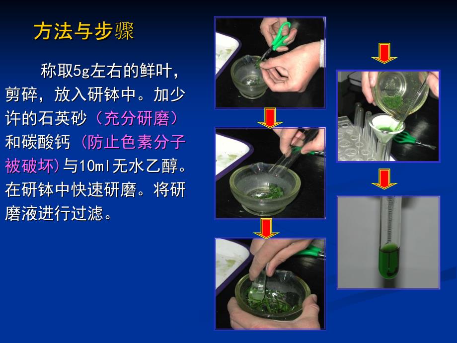 色素的提取和分离实验_第4页