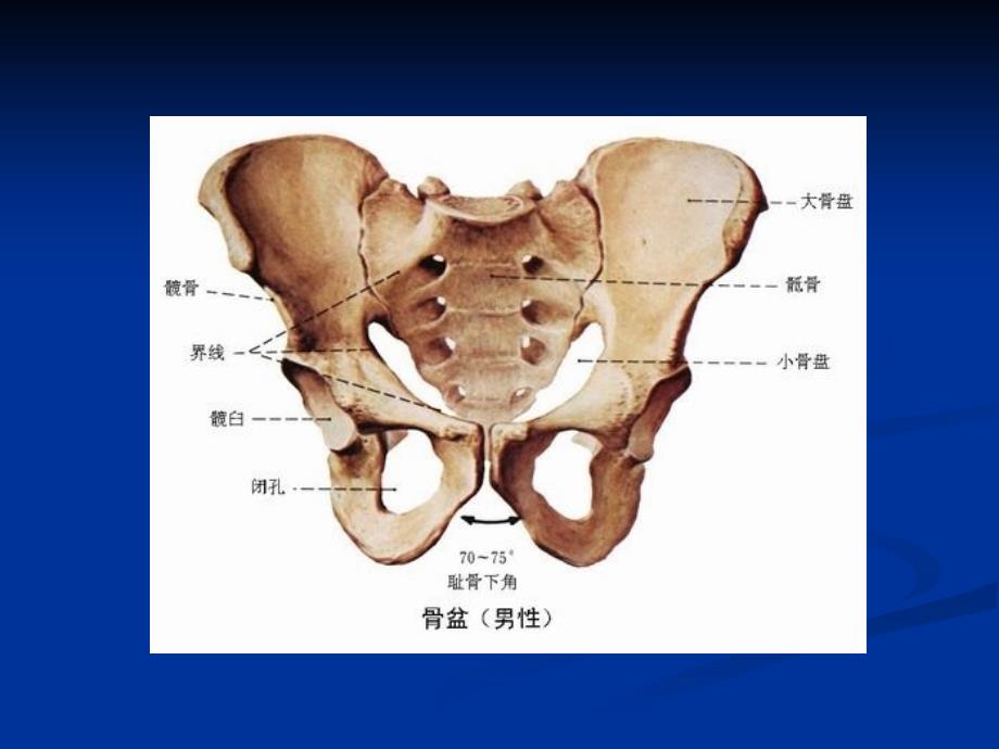 合并骶骨骨折的骨盆后环损伤的治疗2015省骨科年会_第2页