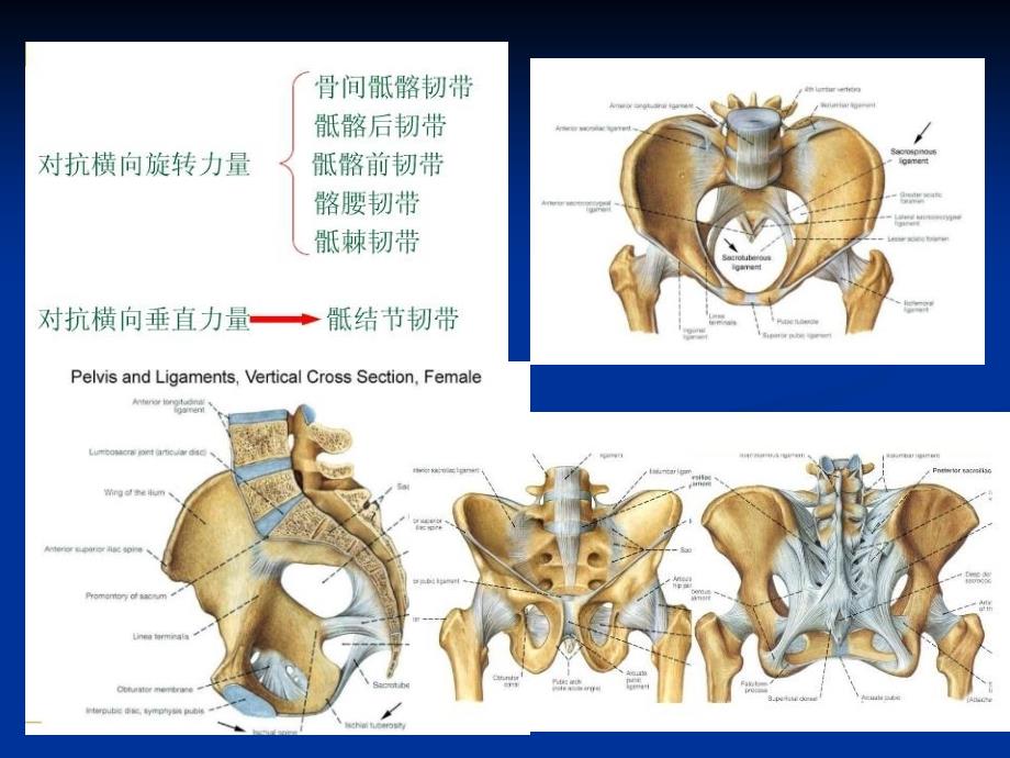 合并骶骨骨折的骨盆后环损伤的治疗2015省骨科年会_第4页