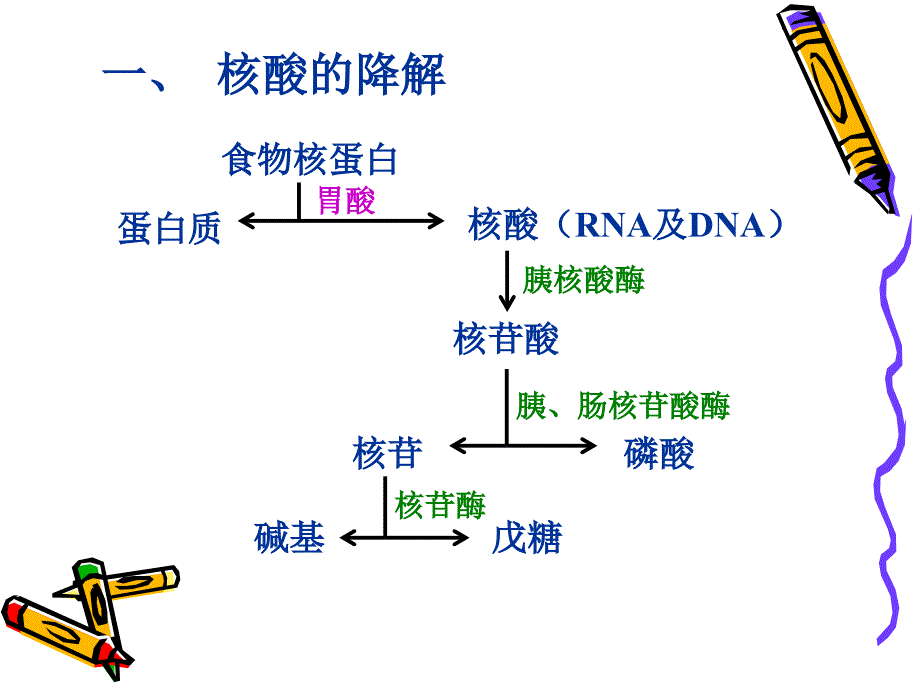 第13章核酸降解与核苷酸代谢bai_第4页