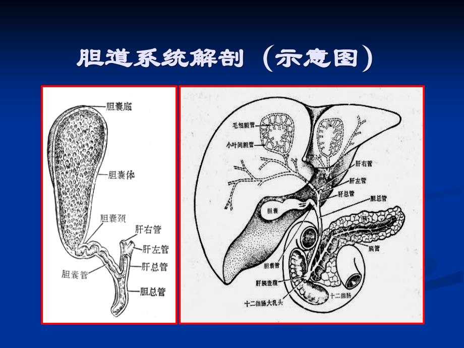 医学影像学：胆系先天性疾病_第1页