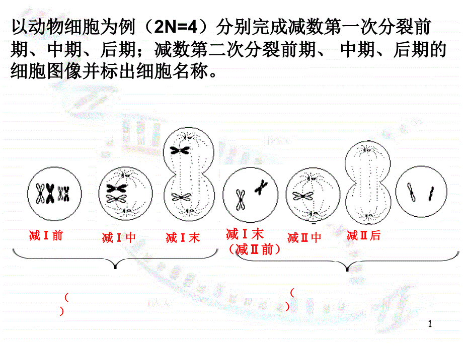 减数分裂-精子和卵细胞的形成过程PPT优秀课件_第1页