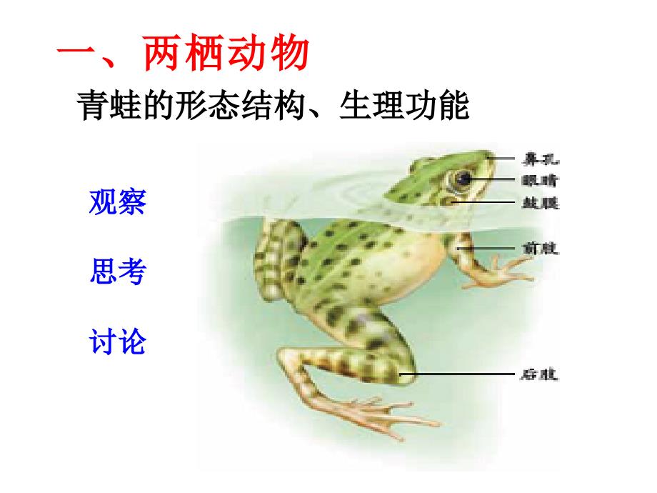 第五节++++两栖动物和爬行动物+++41PPT_第4页