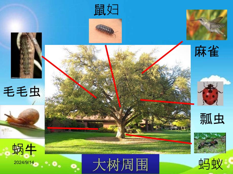 教科版科学三上《寻访小动物》课件_第3页