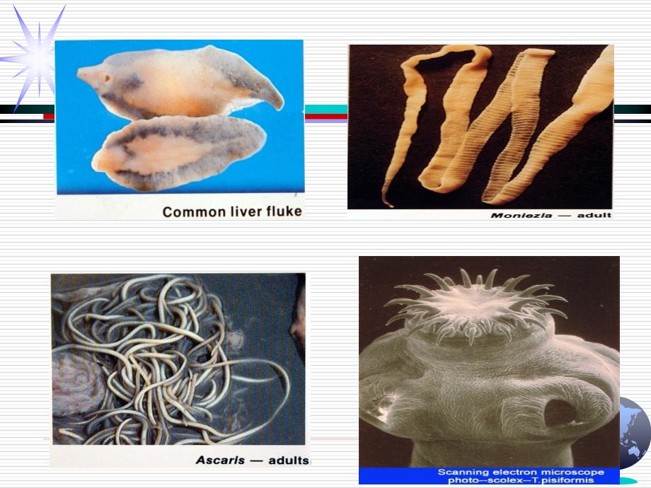 医学类动物寄生虫病学_第3页