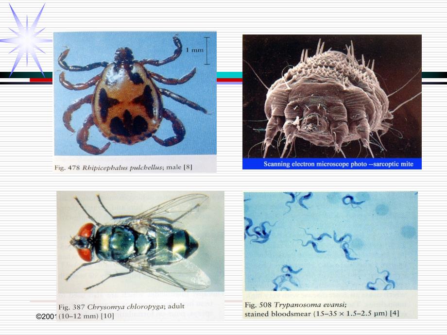 医学类动物寄生虫病学_第4页