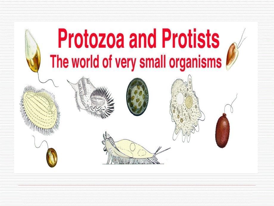 医学类动物寄生虫病学_第5页