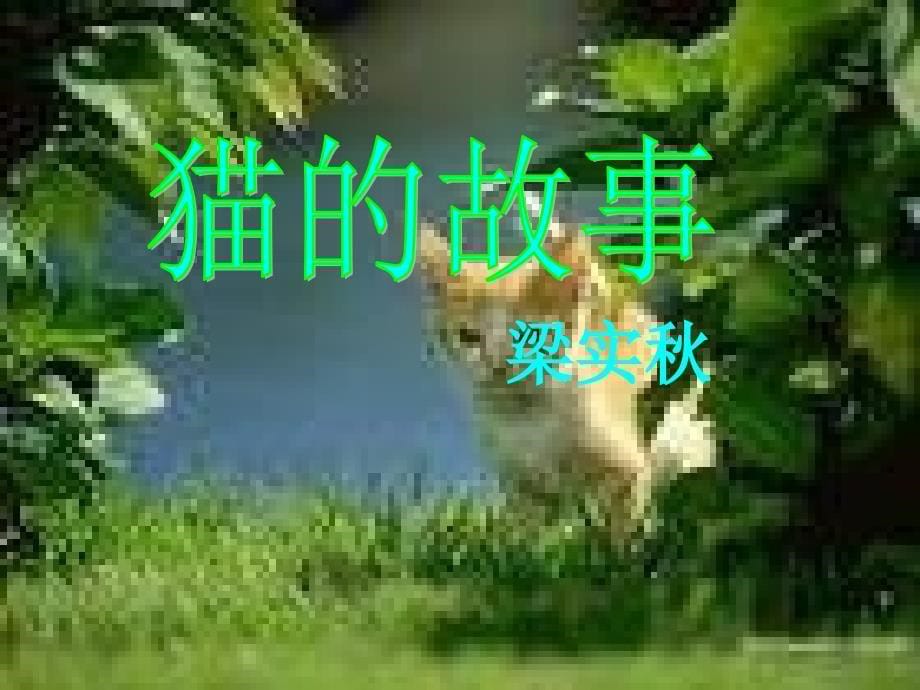 《猫的故事》课件_第5页