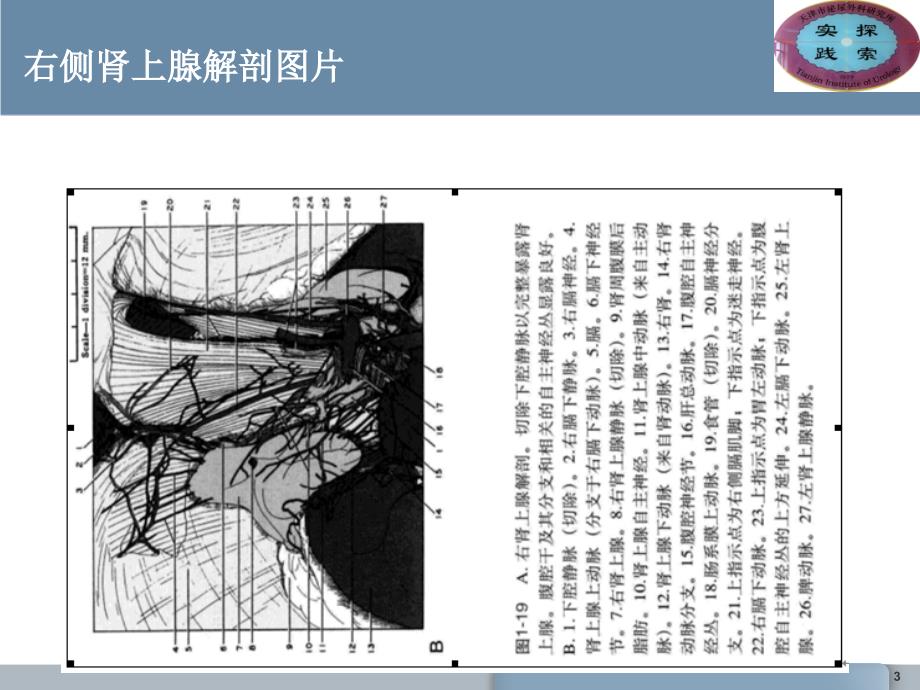 肾上腺的解剖与功能PPT课件_第3页